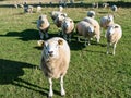 Sheeps on a green meadow Royalty Free Stock Photo