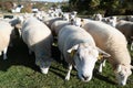 Sheeps on a green meadow Royalty Free Stock Photo