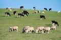 Sheeps in green rural meadow, South Island, New Zealand