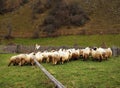 Sheeps and haystacks on farm in autumn. Royalty Free Stock Photo