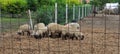 Sheeps heaving meal Hungary, Europe