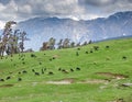 Sheeps herd on gentle slope in Himalayas