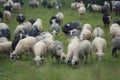 Sheeps herd on the pasture