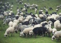 Sheeps herd on the pasture Royalty Free Stock Photo