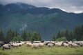 Sheeps herd on the pasture