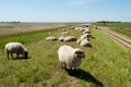 Sheeps on a highwater dam at the German Baltic Sea Royalty Free Stock Photo