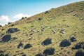 Sheeps at Hills in Cucao - Chiloe Island, Chile