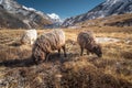 Sheeps in Himalayas mountain range, Mera region, Nepal