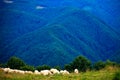 Sheeps in Jina Village