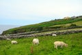 Sheeps, Kerry, Ireland Royalty Free Stock Photo