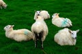 Sheeps, Kerry, Ireland Royalty Free Stock Photo