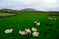 Sheeps, Kerry, Ireland Royalty Free Stock Photo