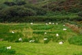 Sheeps, Kerry, Ireland Royalty Free Stock Photo