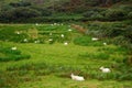 Sheeps, Kerry, Ireland Royalty Free Stock Photo