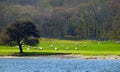 Sheeps in Lake District