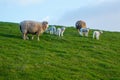 Sheeps and Lambs on Royalty Free Stock Photo