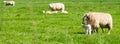 Sheeps with lambs in meadow Royalty Free Stock Photo