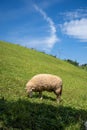 Sheeps, lambs on the mountain farm against green grass fields with blue sky and white clouds. Cheeps on the green grass