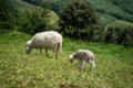 Sheeps, lambs on the mountain farm against green grass fields with blue sky and white clouds. Cheeps on the green grass