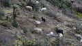 Sheeps, lambs , mountain, grazing, mountain hills, cold climate