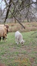 Sheeps lambs village farm spring Royalty Free Stock Photo