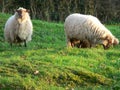 Sheeps Latxa Royalty Free Stock Photo