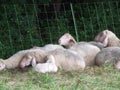 Sheeps laying on a meadow