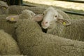 Sheeps at livestock exhibition