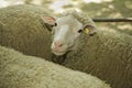 Sheeps at livestock exhibition