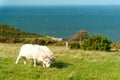 Sheeps on Llandudno demi-island over a blue sky and sea. England