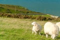 Sheeps on Llandudno demi-island over a blue sky and sea. England Royalty Free Stock Photo