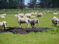 Sheeps in a meadow