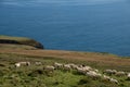 Sheeps on meadow with cloudy blue sky Royalty Free Stock Photo