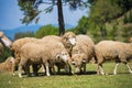 Sheeps in a meadow in farm