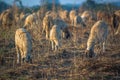 Sheeps Meadow