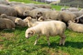 Sheeps in a meadow on green grass. Flock of sheep grazing in a hill. European mountains traditional shepherding in high Royalty Free Stock Photo