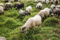 Sheeps in a meadow on green grass. Flock of sheep grazing in a hill. European mountains traditional shepherding in high Royalty Free Stock Photo