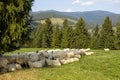 Sheeps in a meadow on green grass. Flock of sheep grazing in a hill. European mountains traditional shepherding in high Royalty Free Stock Photo