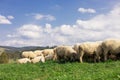 Sheeps in a meadow on green grass. Flock of sheep grazing in a hill. European mountains traditional shepherding in high Royalty Free Stock Photo