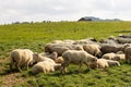 Sheeps in a meadow on green grass. Flock of sheep grazing in a hill. European mountains traditional shepherding in high Royalty Free Stock Photo