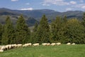 Sheeps in a meadow on green grass. Flock of sheep grazing in a hill. European mountains traditional shepherding in high Royalty Free Stock Photo