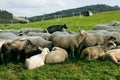 Sheeps in a meadow on green grass. Flock of sheep grazing in a hill. European mountains traditional shepherding in high Royalty Free Stock Photo