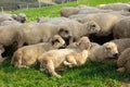 Sheeps in a meadow on green grass. Flock of sheep grazing in a hill. European mountains traditional shepherding in high Royalty Free Stock Photo