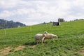 Sheeps in a meadow on green grass. Flock of sheep grazing in a hill. European mountains traditional shepherding in high Royalty Free Stock Photo