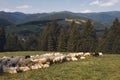 Sheeps in a meadow on green grass. Flock of sheep grazing in a hill. European mountains traditional shepherding in high Royalty Free Stock Photo