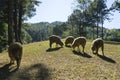 A group of sheep grazing in a field. Royalty Free Stock Photo