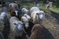 Sheeps in a meadow on green grass