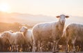 Sheeps in a meadow on green grass at sunset. Portrait of sheep. Flock of sheep grazing in a hill.