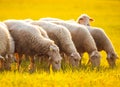 Sheeps in a meadow on green grass at sunset. Portrait of sheep. Flock of sheep grazing in a hill.