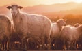 Sheeps in a meadow on green grass at sunset. Portrait of sheep. Flock of sheep grazing in a hill. Royalty Free Stock Photo